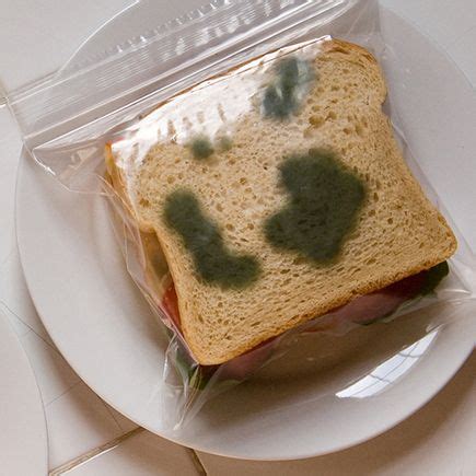 fake moldy ziplock bag
